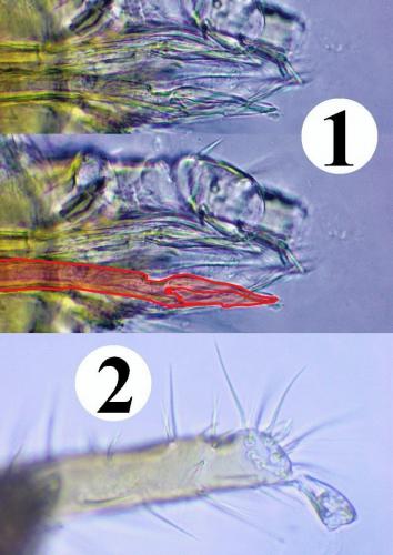 Ornithonyssus bacoti
